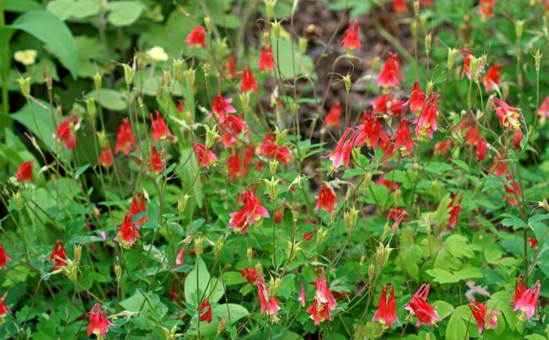Gardening With Native Wildflowers